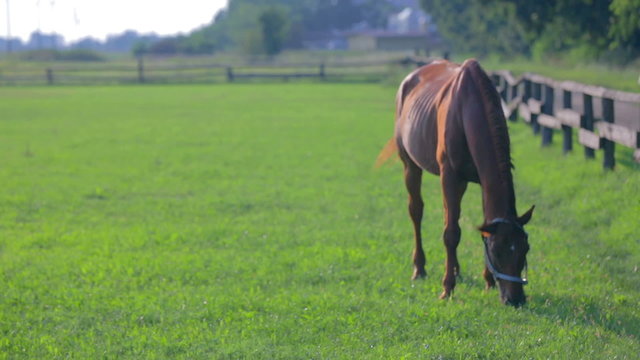 Horse walking towards camera