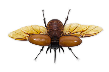 Rhinoceros beetle