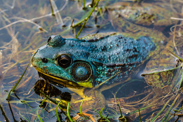 Bull Frog on a Grass Pad
