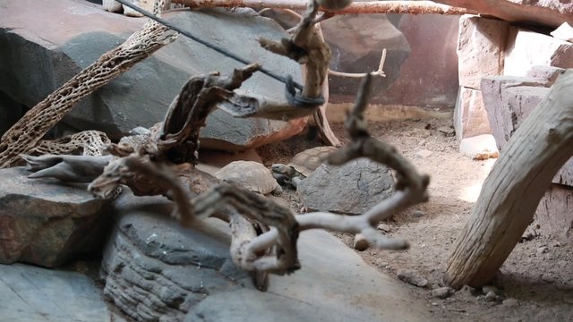 turtles in a zoo