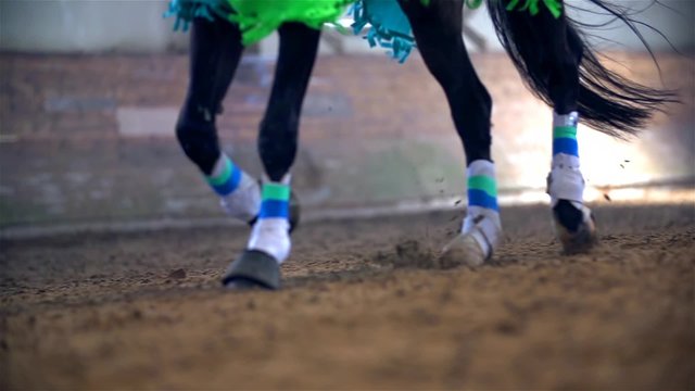 Colorful Horse Running in Slow Motion