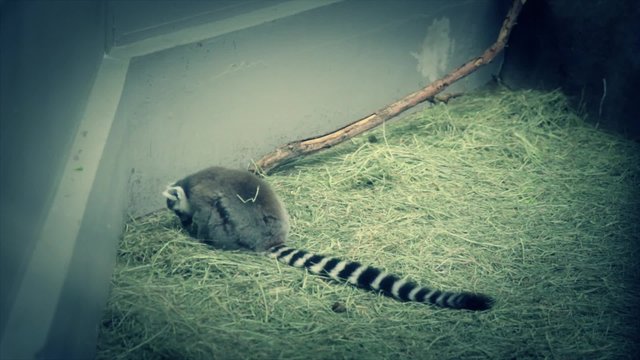 a monkey in the zoo