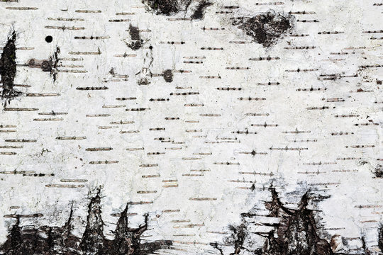 White birch bark background texture