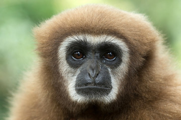 gibbon