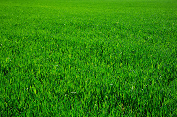 Green grass