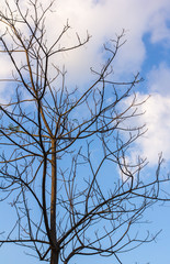 dry tree in winter season with sky background
