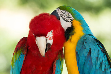  Macaws parrots