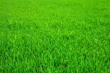 Green grass