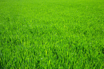 Green grass