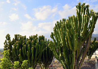 Large cactuses against blue sky,Tenerife.