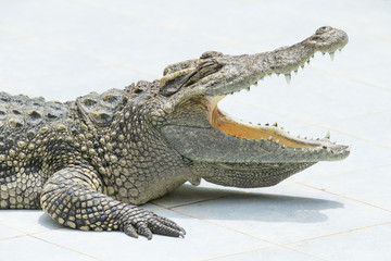 Alligator