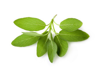 Sage plant on a white background