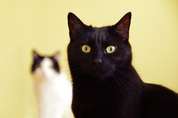 Close up portrait of black cat and the other cat in the background