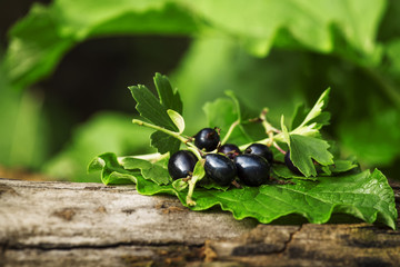 Black currant with leaves on the old stump, selective focus