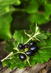 Black currant with leaves on the old stump, selective focus