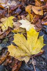 Herbst Blätter Hintergrund 5