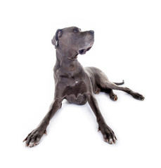 Liegende Dogge, frontal