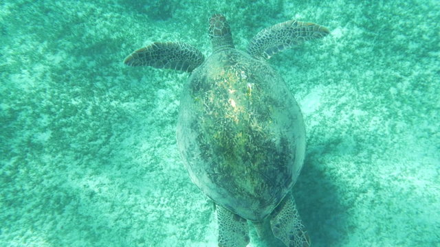 Sea turtle swimming underwater