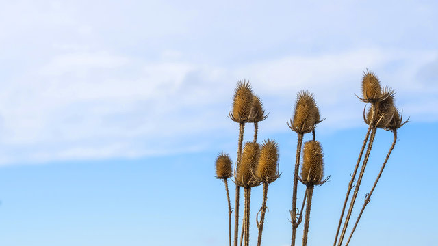 Karden Stengel vor blauem Himmel