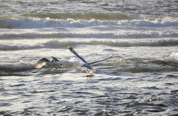 Obraz premium Seagull catching starfish. North Sea, the Netherlands.