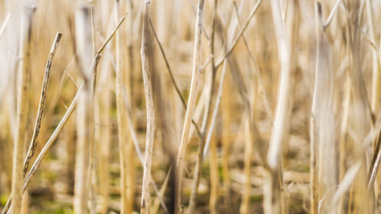 Kornfeld  abstrakt Hintergrund 1