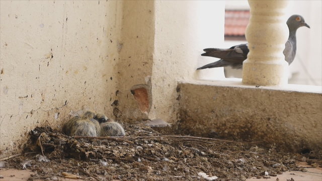 Pigeon baby with greay feather on nest at porch