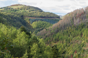 Wooded tree lined valley United Kingdom, Europe. Autumn or Fall.