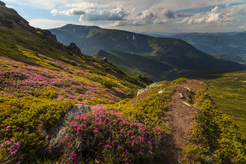 Fototapeta na wymiar Magic pink rhododendron flowers in the mountains