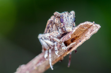 long-horned beetle baby