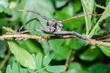 long-horned beetle