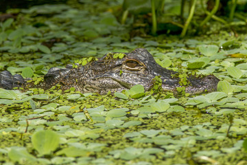 Alligator in water.