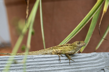 Gecko on a board.