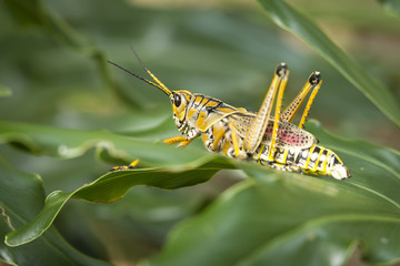 Side view of locust.