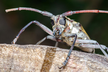 long-horned beetle