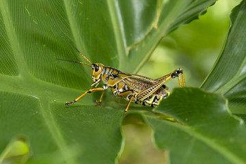 Locust walking on green leaf.