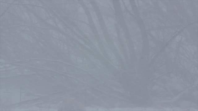 Trees in the major winter blizzard