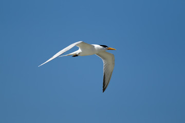 Fototapeta na wymiar Tern flies in bright sky.