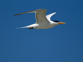 Common tern in blue sky.