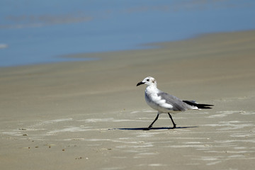 Laughing gull near water.
