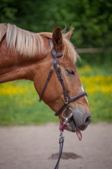 Obraz premium Red horse running to the green meadow