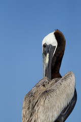 Close up of pelican.