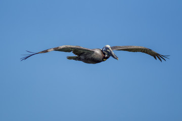 Pelican in flight.