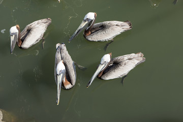 Pelicans in a group.