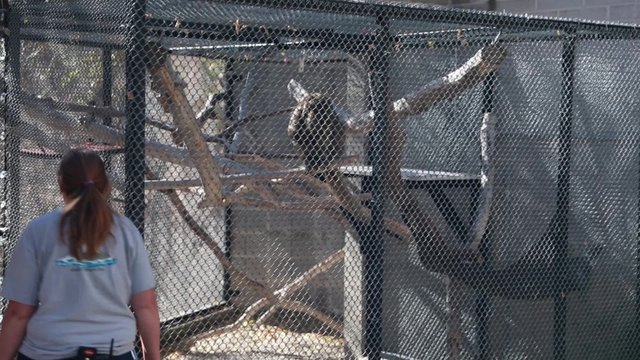 zookeeper and monkeys at the zoo