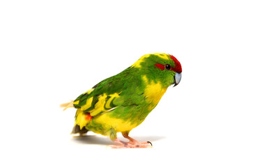 Red-fronted Kakariki parakeet on white