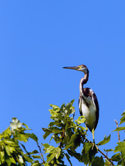 Perched tri colored heron.