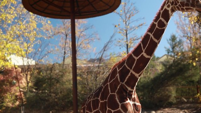 tilting shot of a giraffe at a local zoo