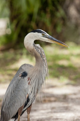 Close up profile of heron.