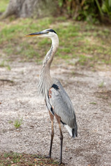 Profile of blue heron.