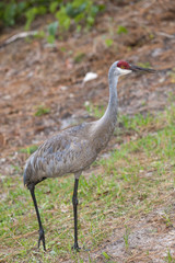 Walking sandhill crane.